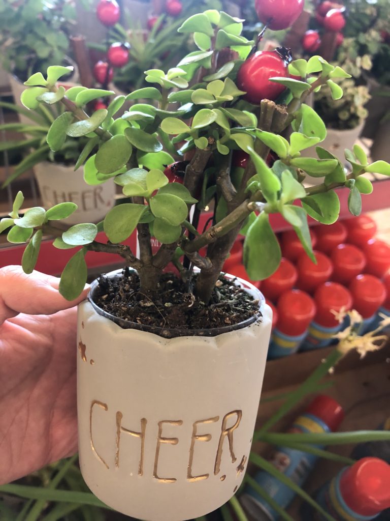 Aldi holiday succulent