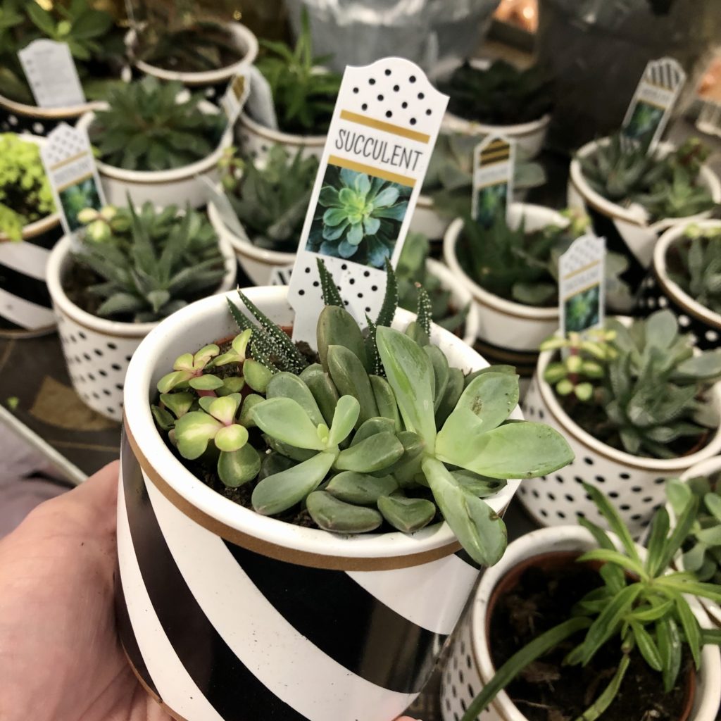 black tie mini succulents