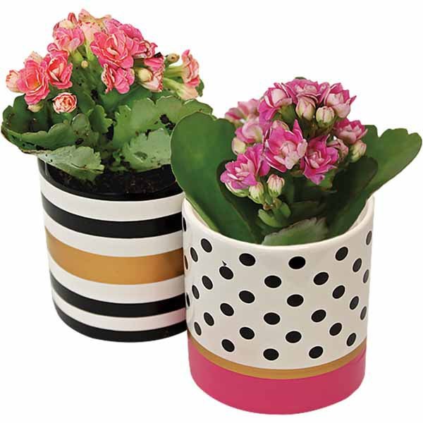 valentine's day gifts - kalanchoe