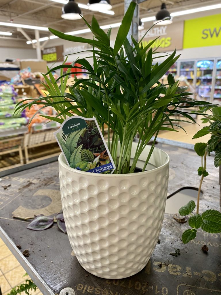 Tropical foilage houseplant at Aldi