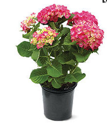 8" hydrangeas at Aldi