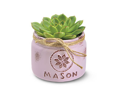 mason jar succulents at Aldi