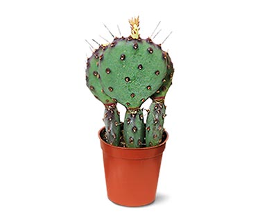 aldi mini cactus