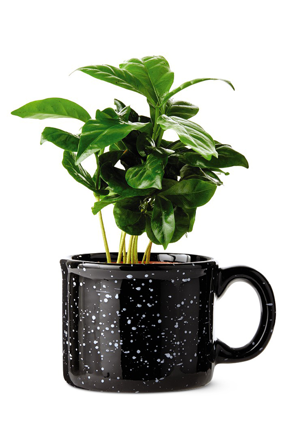 coffee plant from aldi