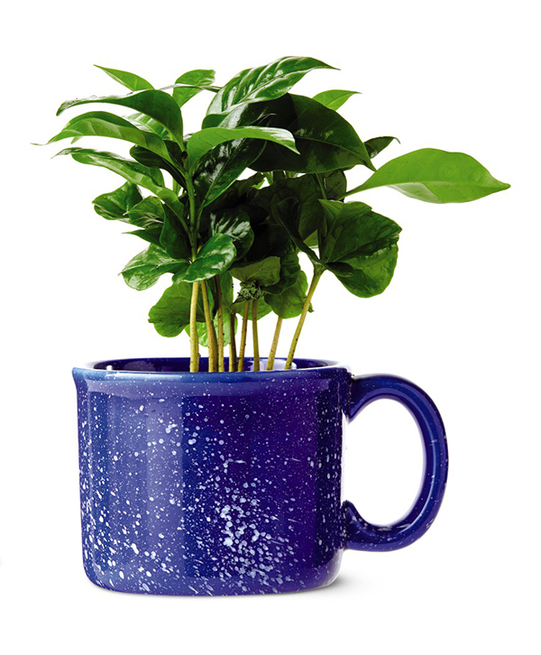 aldi coffee plant
