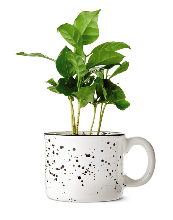 aldi coffee plant in white mug