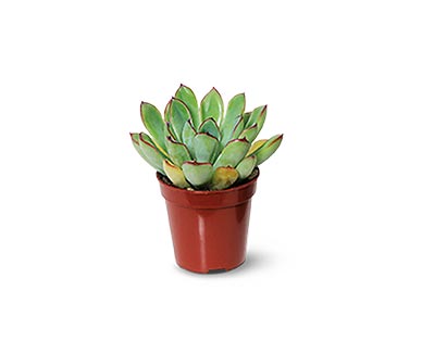 aldi mini succulent