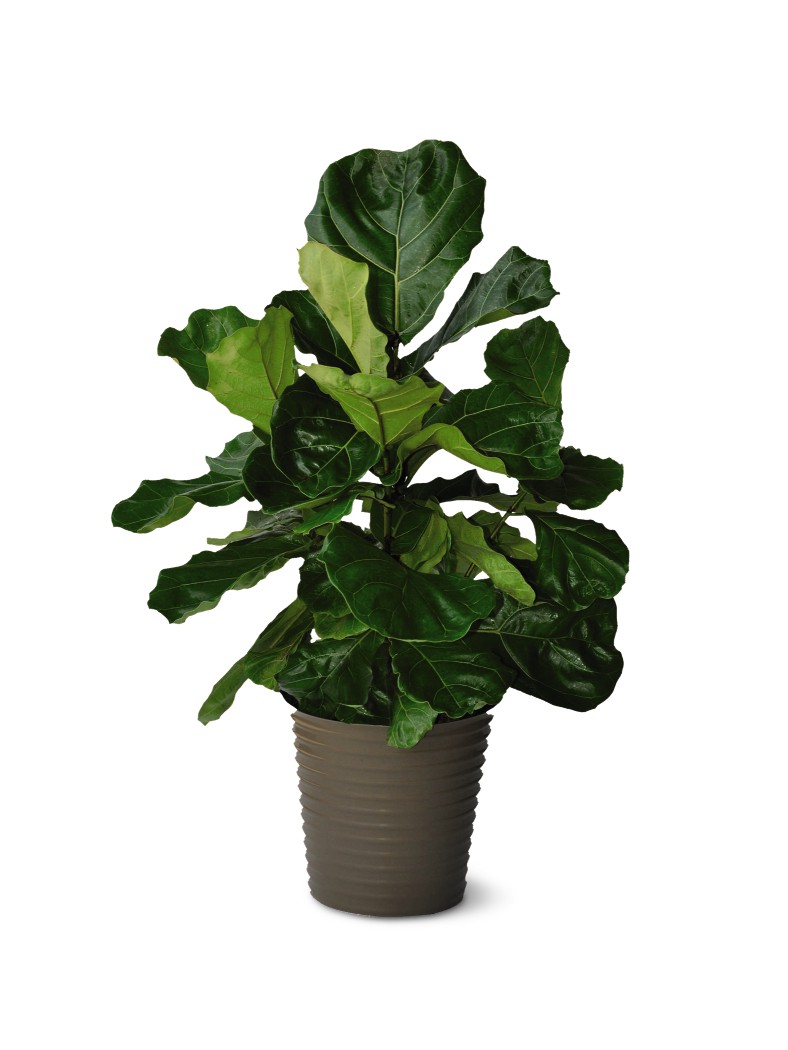 aldi fiddle leaf fig