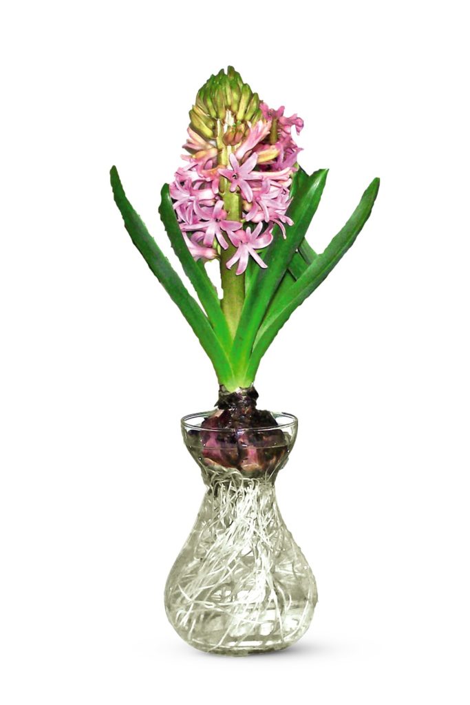 hyacinth in glass vase at aldi