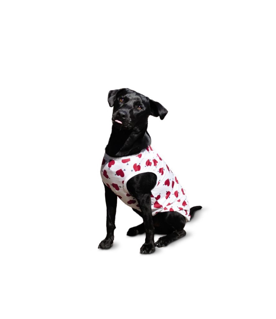 aldi valentine dog outfit