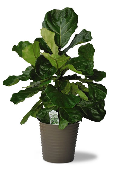 fiddle leaf fig