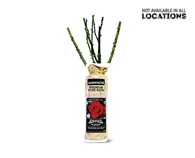 gardenline premium rose bush