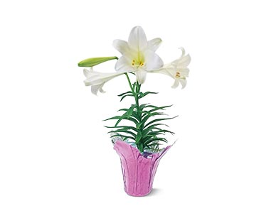 easter lilies at aldi
