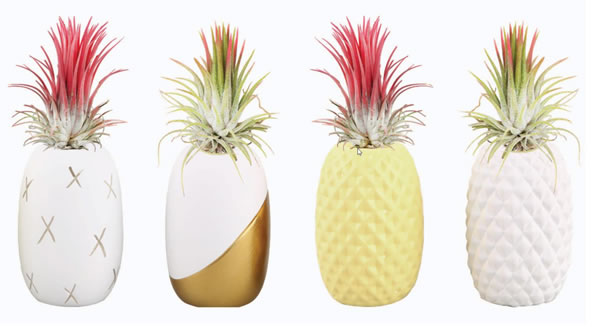 aldi summer air plant in pineapple jar