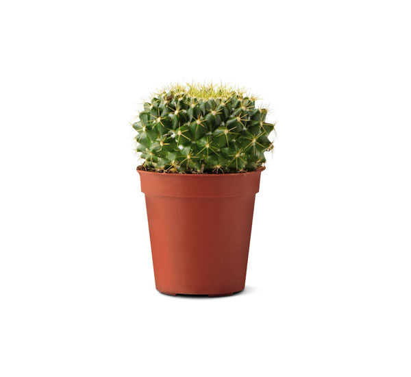 aldi cactus