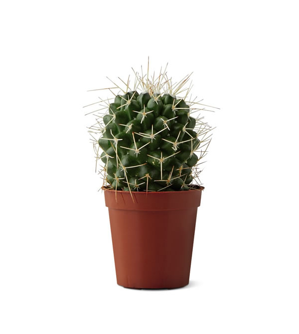 aldi cactus spiny