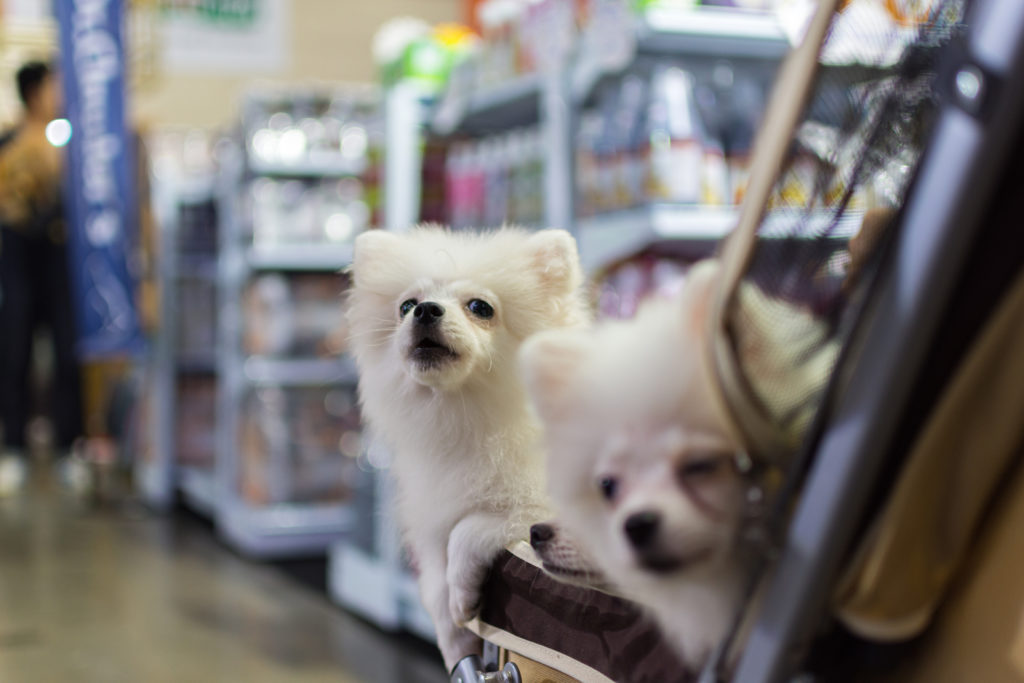 Sam’s Club Allow Dogs