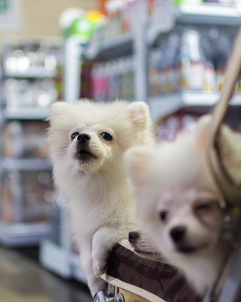 Sam’s Club Allow Dogs