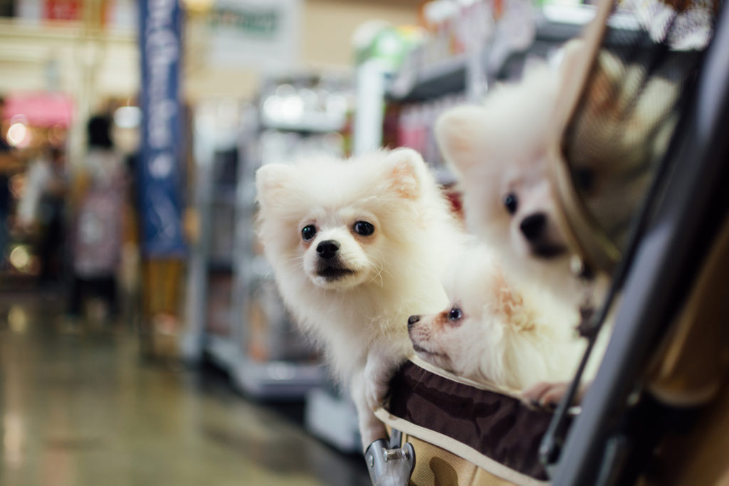 walmart dogs pets allowed