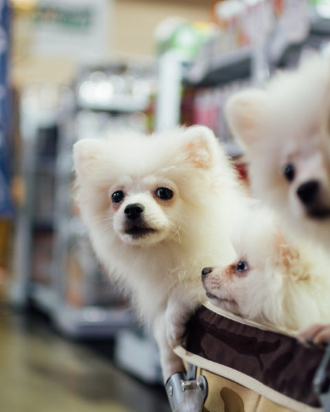 walmart dogs pets allowed