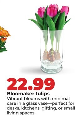 Bloomaker tulips