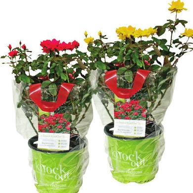Knock Out Roses