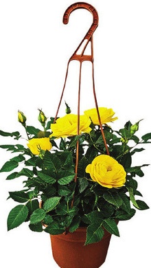 4 Inch Mini Rose Hanging Basket