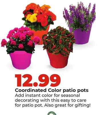 Coordinated Color patio pots