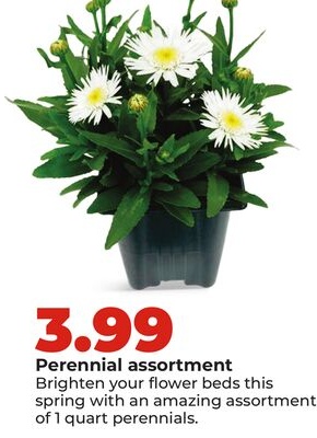 Perennial assortment