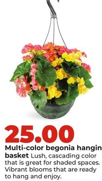 Multi-color begonia hanging basket