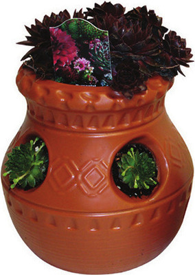 Hens and Chicks Chicks Strawberry Jar