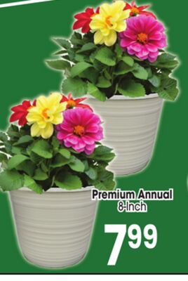 Premium Annual