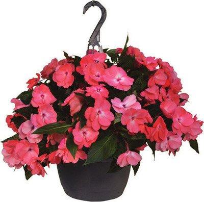 Premium Flowering Hanging Basket