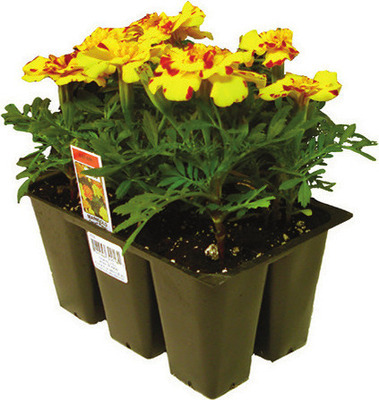 Jumbo Flowering Bedding Plants Cell Pack