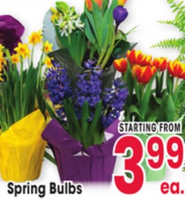Spring Bulbs