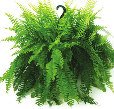 Boston Ferns