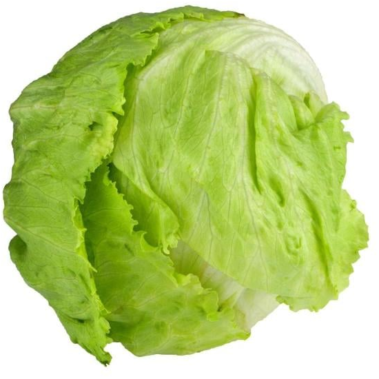 Iceberg Lettuce