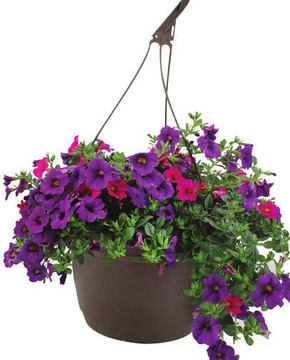 10 Inch Hanging Baskets