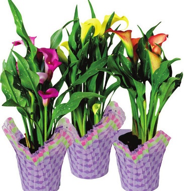 4 Inch Calla Lily
