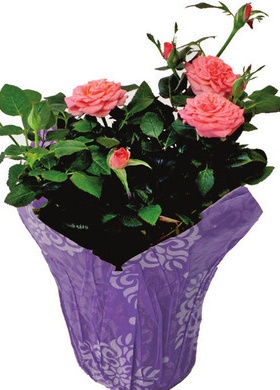 4 Inch Potted Mini Roses