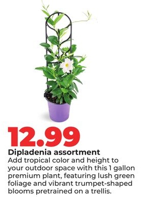 Dipladenia assortment
