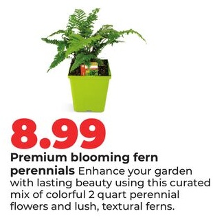 Premium blooming fern perennials