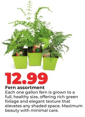Fern assortment