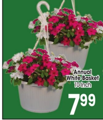 Annual White Basket
