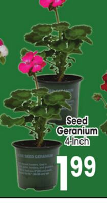 Seed Geranium
