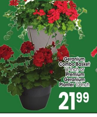 Geranium Combo Basket 11 - Inch or Premium Geranium Planter 10 - Inch