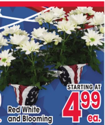 Red White and Blooming