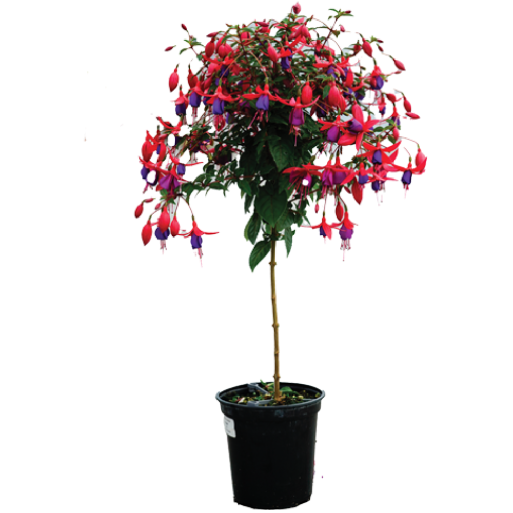 Fuchsia Tree