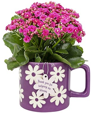 Good Little Garden spring flowers in mug