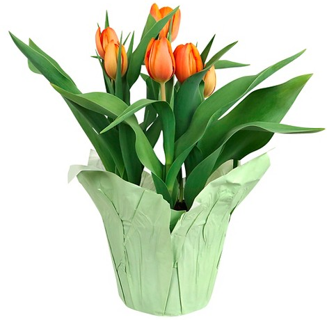 Good Little Garden™ potted flowers